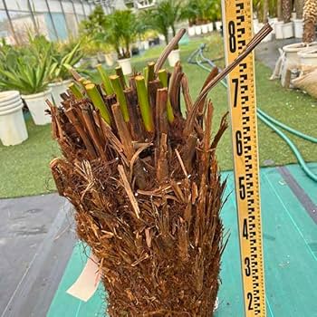 ディクソニア　アルタルクティカ ドライガーデン　シンボルツリー　アガベ　ユッカ ロックシェードガーデンエリアのメインツリーが入りました